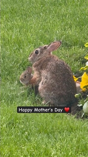 Momma Rabbit Nursing Her Babies💞 Cuteness Overload #happymothersday #shorts