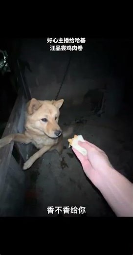 Haki Wang's Chicken Rolls Review: Cutest Taste Test Surprise