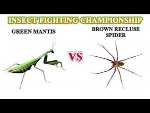 Green Mantis VS Brown Recluse Spider