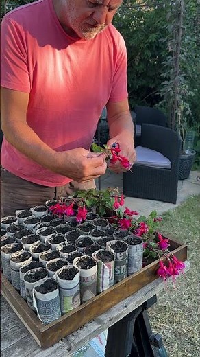 🌸 How to Propagate Fuchsia Plants for Free! 🌸