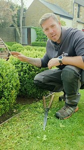 Creating a buxus cloud hedge, a few key steps that I have found help to keep plants healthy and create a good final product. This is a few years away from knitting together properly but when it does it should remain healthy and happy. Remember, to plant a garden is to believe in tomorrow. . . . . . . . . #gardening #plants #reels #buxus #gardener #garden #gardenlove #clouds #mywork #topiary | The Hedge Barber