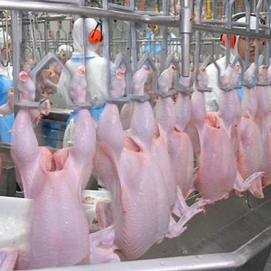 [Hot Item] 1500bph Poultry Chicken Duck Slaughter Processing Machine Line