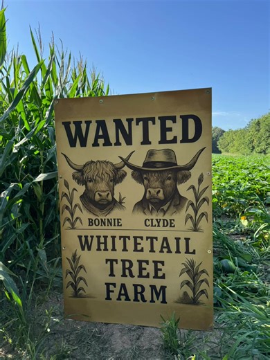 🎉🌽🐮 Our 7-acre corn maze is OPENING September 13th at the Pumpkin Harvest Festival! 👀 Can you find Bonnie & Clyde? Take on the maze, discover what they’re wanted for, and snap a pic at our photo-op! 🍩 Best part? Finish the maze and you’ll earn one of our FAMOUS apple cider donuts—FREE! 📍 Whitetail Tree Farm – Fall fun starts here! #CornMaze #appleciderdonuts #fallfun