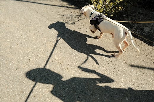 How to train your dog to stop chasing shadows