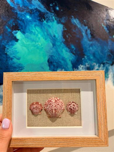 Framed Calico Scallop Shells - Etsy