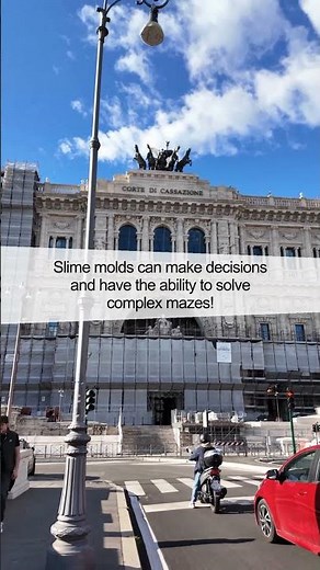 Exploring the Mysterious World of Slime Mold: Nature’s Hidden Marvels