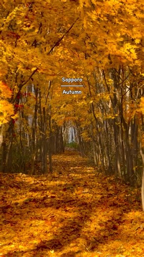 gan.iwaiwa/北海道旅行/札幌グルメ on Instagram: "最後まで見て欲しい『2025年札幌で見た素敵な秋』 さてもう札幌の秋は完全に終わってしまったので今年見た紅葉をまとめてみましたよ。今年の秋は殆ど札幌から出なかったけど、近場でこれだけ素敵な紅葉を見られたのは幸せでしたね。 １つだけInstagramに載せていない動画を使いました。それと合わせて全部の場所が分かった方は素晴らしい。札幌観光マニア認定。 #japan #hokkaido #sapporo #autumn #北海道観光"