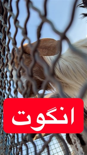 ‎محـمـدرضـا محـمـدیـ‌ـ | اردبیل‎ on Instagram‎: "کندحیاتی روستای لکوان انگوت جمعه ساعت ۲۲ شبکه سبلان محمدرضا محمدی | یحیی پورامینی @mahamadriza.m @mahamadriza.m @mahamadriza.m @mahamadriza.m #اردبیل #انگوت #مغان #کندحیاتی #فان"‎