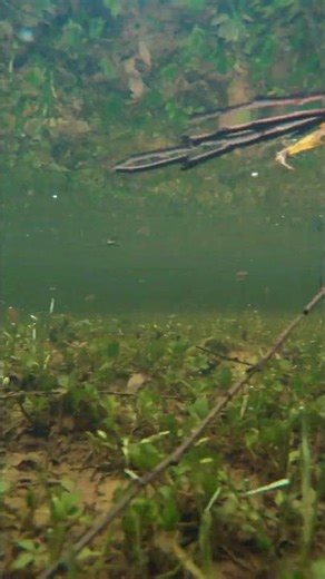Submerged: Kashmir’s Wetlands in a Heavy Downpour GoPro Hero 12 Black #gopro