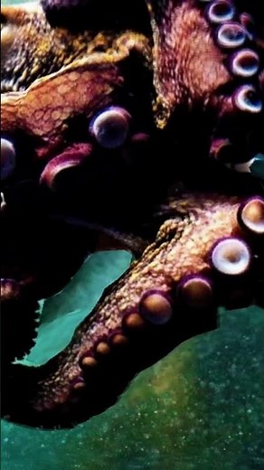 5 Most Unusual Animal Mating Rituals