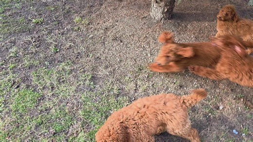 Adorable Poodle Puppies Playing in the Yard
