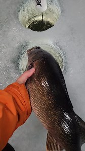 Release the beast!! #icefishing #rainylake #walleyefishing #catchandrelease | Rainydaze Guide Service