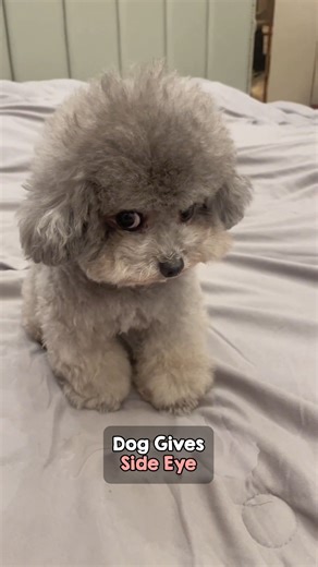 Bombastic side eye, criminal offensive side eye 😂😭 | The Woof World