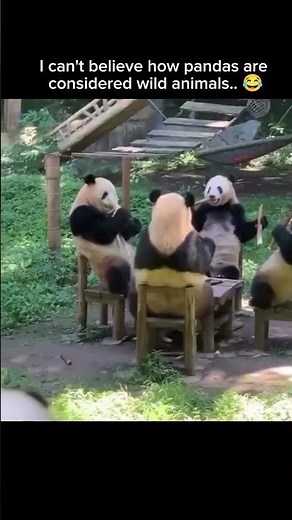 I can't believe how pandas are considered wild animals.. 😂❤️