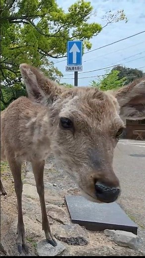 Daytime Walk in Nara Park｜Todaiji Temple & Kasuga Taisha Area