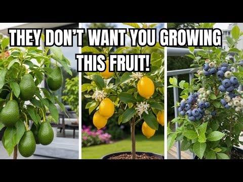 13 Fruit Trees That Thrive in Pots/Containers & Small Spaces
