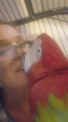 Ohhh Henry.. you gentle little boy! Those are the best macaw kisses ever… you already love your new Mum.. and have been gone not quite 48 hours. So so proud of you baby boy.. and your Mum is amazing to trust you so quickly.. she obviously knows you wouldn’t hurt a fly. 🥰❤️🥰😍❤️ | Macaws And More
