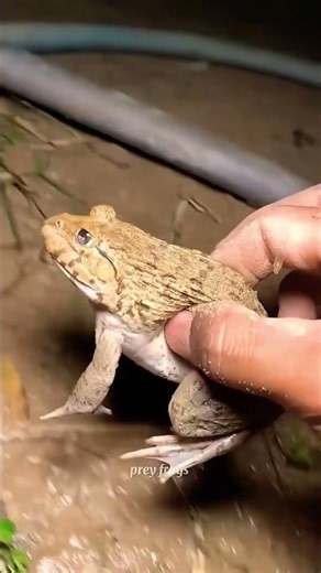 Funny frogs Catching |Wep wep catching frogsfunny |boing catch frogs make you laugh #shortsfeed