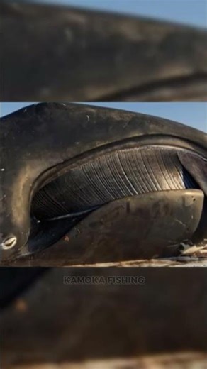 THIS IS HOW A GIANT WHALE FILTERS THE OCEAN #Baleen #Whale