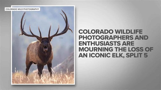 Colorado's wildlife community mourns the loss of famous elk Split 5, an Estes Park icon