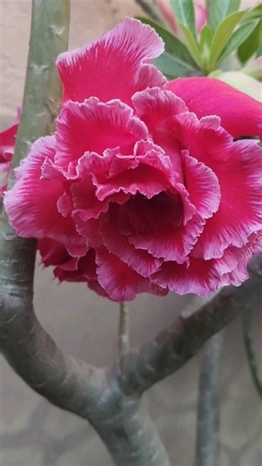 # Variety of Adenium flower.#Single petal #multi petal blooms.