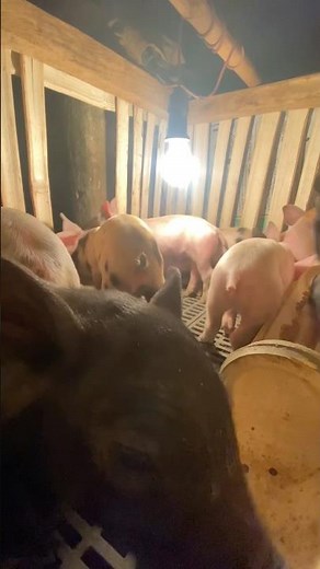 Piggies in the house #pig #breeding #piggy #farming101 #pigs #farming #pigbreeding #hampshire