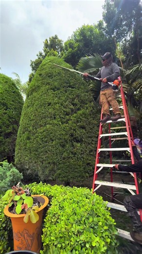 Landscaping Techniques for Stunning Yard Designs