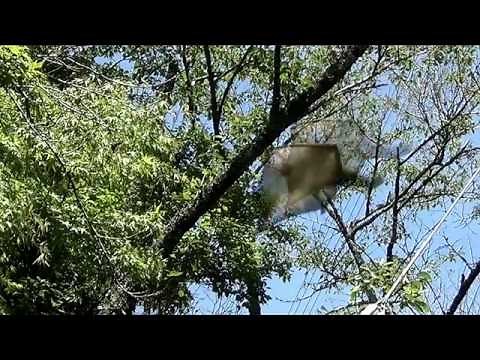 ムササビの滑空 2016