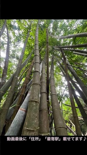 沖縄屈指の観光スポット「ガンガラーの谷」紹介動画🌴