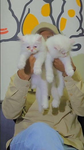 Looking for a cute and healthy Persian kitten? 🐱❤️We have a lovely Persian Kitten Pair available.