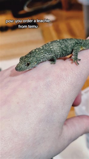 could not use the original sound :( #eurydactylodes #chameleongecko #gecko