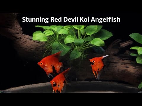 Stunning Red Devil Koi Angelfish Showing Off Their Incredible Colors