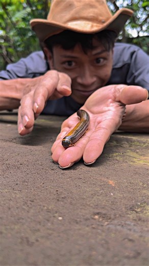 No sound Tarzan, Herding a chubby cute bumblebee millipede #millipede