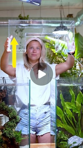 Jamie Dalton on Instagram: "Fish Bridge V2 This was an updated version of the original fish bridge posted to my channel! It’s important to keep a layer of air in the bridge as Bettas have a labyrinth organ and can surface for air. I had this made out of acrylic for added aesthetic. What do you think? • • #aquascape #aquascaping #aquarium #aquariumsofinstagram #plantedaquarium #aquariumhobby #fishtank #fish #plantedtank #fishkeeping #aquacrew"