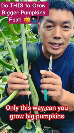 Do THIS to Grow Bigger Pumpkins Fast! 🎃✨ #gardening #garden #farming #gardeningtips