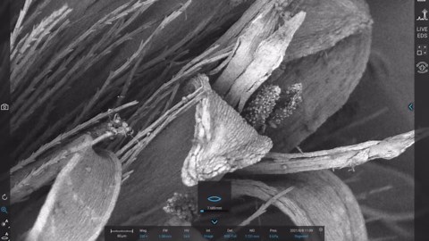 What Goldenrod Looks Like Under an Electron Microscope