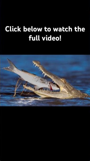 American Crocodile FACTS! #crocodile