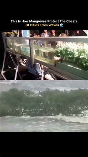 Wealth on Instagram: "Mangroves protect cities from waves by acting as living barriers, their complex root systems slowing water, reducing wave energy by up to 66% in the first 100m, dissipating storm surges, preventing erosion by stabilizing soil, and even dampening wind, creating a natural defense against flooding and storm damage, crucial for coastal resilience. ▲ All credit goes to the respective owner(s). I do not own the audio/video/clips shown in this reel. This content is shared only for