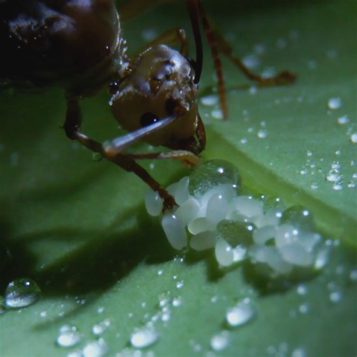 Green Tree Ants are both an aggressive nuisance and environmental benefit to the Australian continent. But are Green Tree Ants our friends or foes? You be the judge. 🐜 #GreenTreeAnts | Curiosity Stream