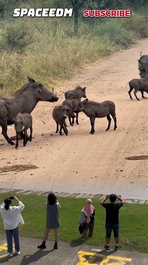 WILD BOAR PANIC! #wildanimals #animals #shorts