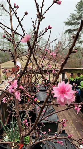 These fruit tree maintenance tips will help you get fruit in abundance . #fruittrees #organicgardening #gardening #fruittree #gardeninghacks