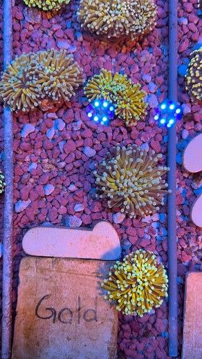 All Torch Colonies are 30% off this week. These Aussie golds are looking awesome and are at the lowest prices of the year! | Eye Catching Coral