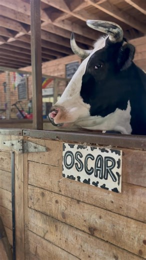 20K views · 1.9K reactions | When Oscar isn’t eating, he’s chewing his cud. What is cud? It’s partially digested food that is regurgitated from the first of his four parts of his stomach. It’s natures way to bring him comfort is what I think. The sheep and goats do it too. Horses don’t … it’s all so interesting how Mother Nature works | Our Farmacy | Facebook