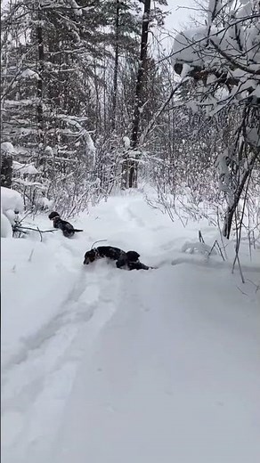 Beagle hunting Snowshoe Hare 2023 / #hunt