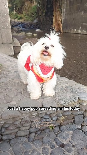 If you’re smiling right now, mission accomplished 😃 Sometimes, all you need is a dog smiling at you to remember life’s pretty great ☺️❤️ Let’s make today pawsome — smile big and spread some love 😍 #snowybichonmaltese #snowyshappyday #dailydoseofhappiness #doglovers❤️ #dailysmile | Snowy the Maltichon