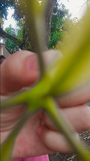 kesayangan papa #shorts #ahmalesha