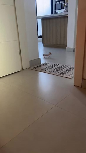 Samir The Alien Cat - Discover the Mysterious World of Samir