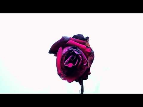 Time Lapse of Rose Blooming, Wilting, Dropping Petals and Dying