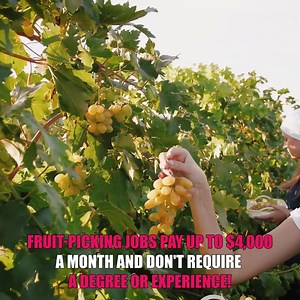 216K views · 2.8K reactions | Are you from Papua New Guinea? This Job for You! 朗 Take your pick of fruit-picking jobs for a sweet as spring and summer. Pick quick!  | Searching Job Online | Facebook