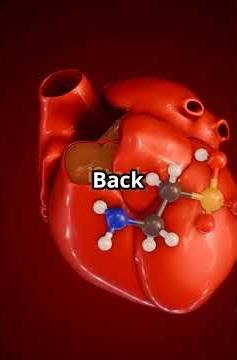 The Circulatory System: From Heart to Toe! ❤️